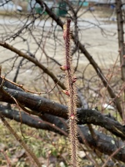 Rosa acicularis