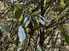 Quercus morii