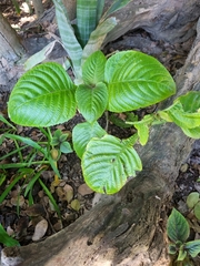 Brillantaisia