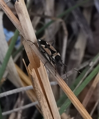 Raglius confusus