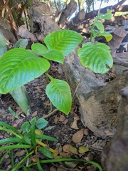 Brillantaisia
