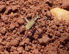 Cylindera kaleea angulimaculata