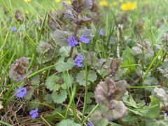 Glechoma hederacea