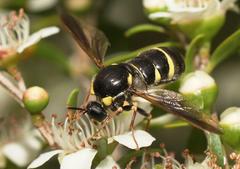Leucopsina burnsi