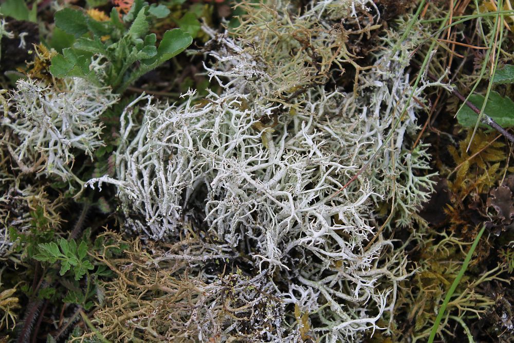 Reindeer Lichen from Buckpool and Fens Pool LNR, Brierley Hill, UK on ...