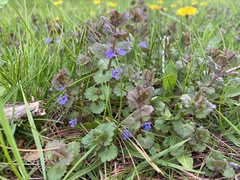 Glechoma hederacea