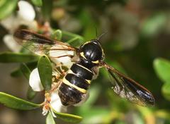 Leucopsina burnsi