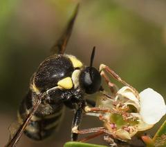 Leucopsina burnsi