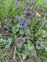 Glechoma hederacea