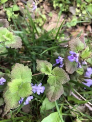 Glechoma hederacea