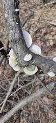Trametes