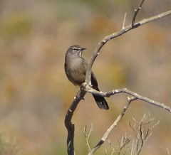 Cercotrichas coryphoeus coryphoeus