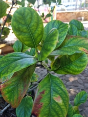 Gardenia cornuta