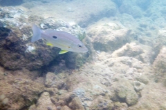 Lutjanus ehrenbergii