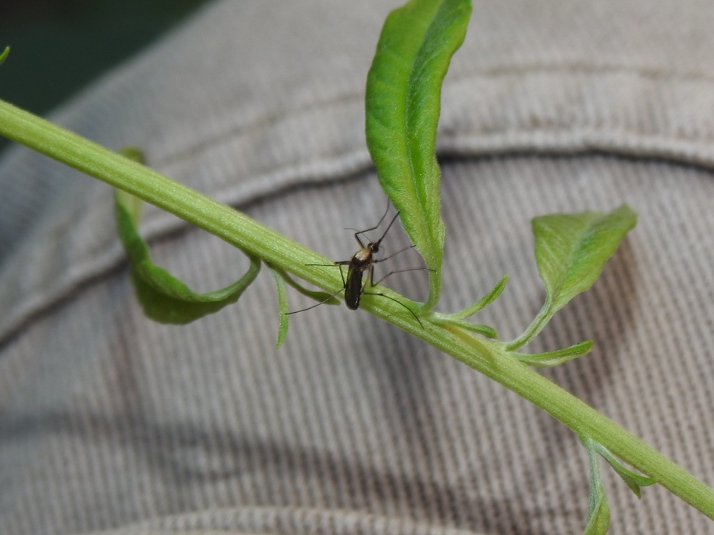 Culex theobaldi