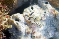 Hypselodoris kanga