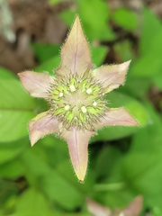 Monarda bradburiana