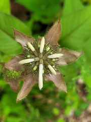 Monarda bradburiana