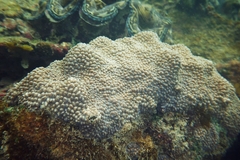 Hydnophora microconos