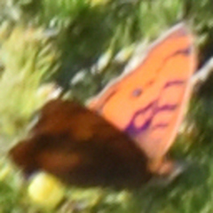 Catacroptera cloanthe