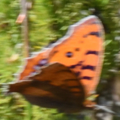 Catacroptera cloanthe