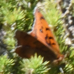 Catacroptera cloanthe