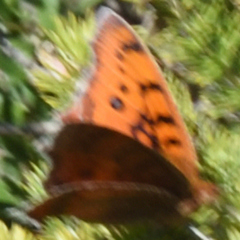 Catacroptera cloanthe