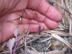 Podalonia tydei suspiciosa