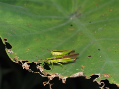 Gesonula punctifrons