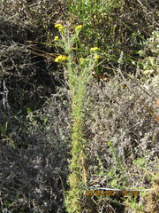 Nidorella foetida