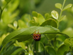 Agomadaranus pardaloides