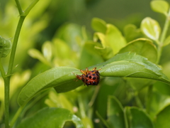 Agomadaranus pardaloides