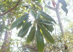 Lithocarpus brevicaudatus