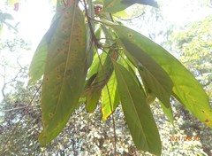 Lithocarpus brevicaudatus