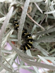 Vanessa virginiensis