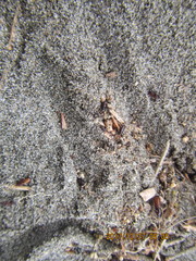 Mesites pallidipennis