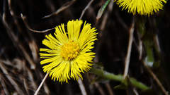 Tussilago farfara