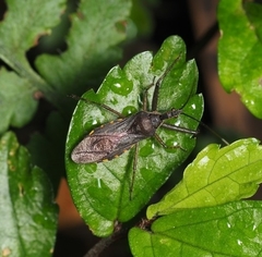 Tapirocoris annulatus