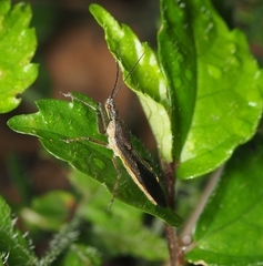 Tapirocoris annulatus