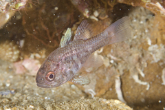 Vincentia conspersa