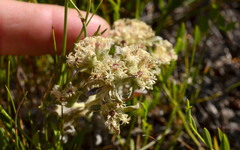 Helichrysum spiralepis