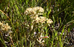 Helichrysum spiralepis