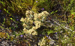 Helichrysum spiralepis