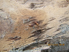 Mesites pallidipennis