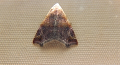 Eublemma apicimacula