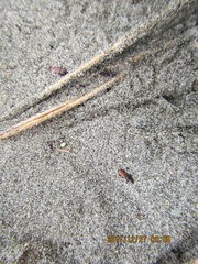 Mesites pallidipennis