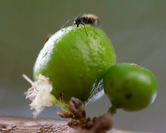 Dolichoderus bispinosus