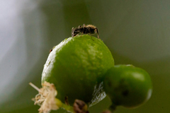 Dolichoderus bispinosus