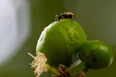 Dolichoderus bispinosus