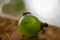 Dolichoderus bispinosus